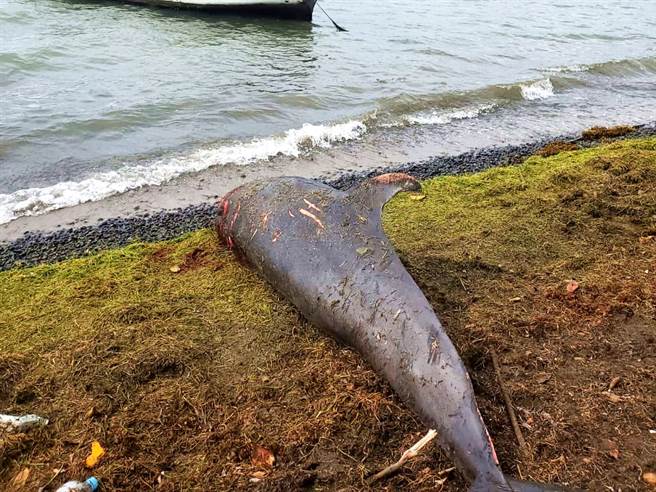 东非群岛国模里西斯近期发生大批海豚尸体冲上岸边的情况。（图／路透社）