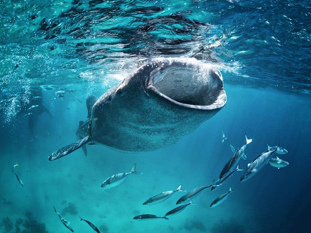鯨鯊在覓食時不需要向前游泳，牠們經常藉著上下擺動來吸入海水得到食物。（示意圖／達志影像）
