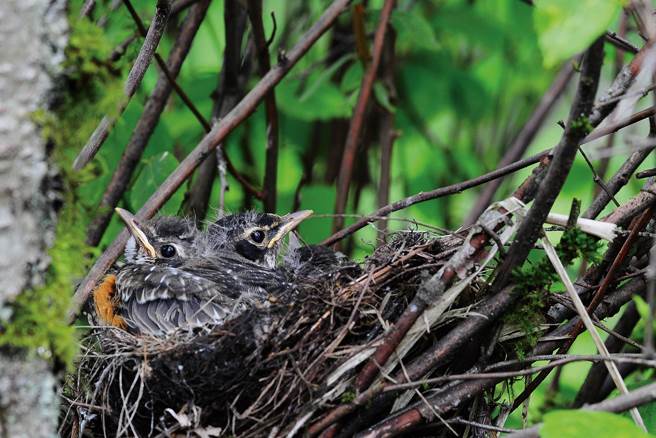 野地鳥兒的巢窠各式各樣都有，巢材幾乎無所不包。(攝影／張伯權)