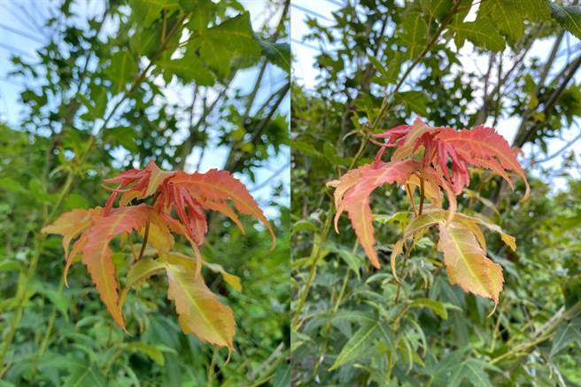 三星Galaxy Z Flip 5G(左）与iPhone 11 Pro Max日拍对比（1）。（黄慧雯摄）
