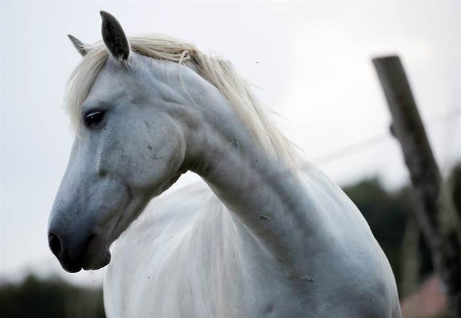 法国各地出现马匹被残忍割喉、割耳的攻击事件。（图／路透社）