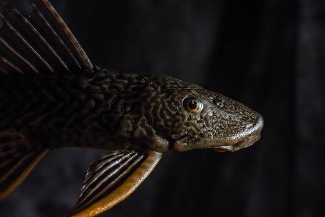 水族老板激推不死「殭尸鱼」 网一看惊：离开水晒成乾也能活(示意图／达志影像)