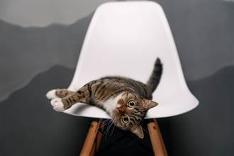 貓皇學《獅子王》站椅子上仰天 下秒摔倒綜藝式躺平