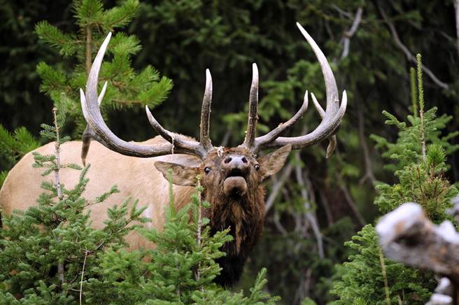 麋鹿中箭大难不死 隔日埋伏森林「巨大鹿角」秒杀猎人（示意图／达志影像）
