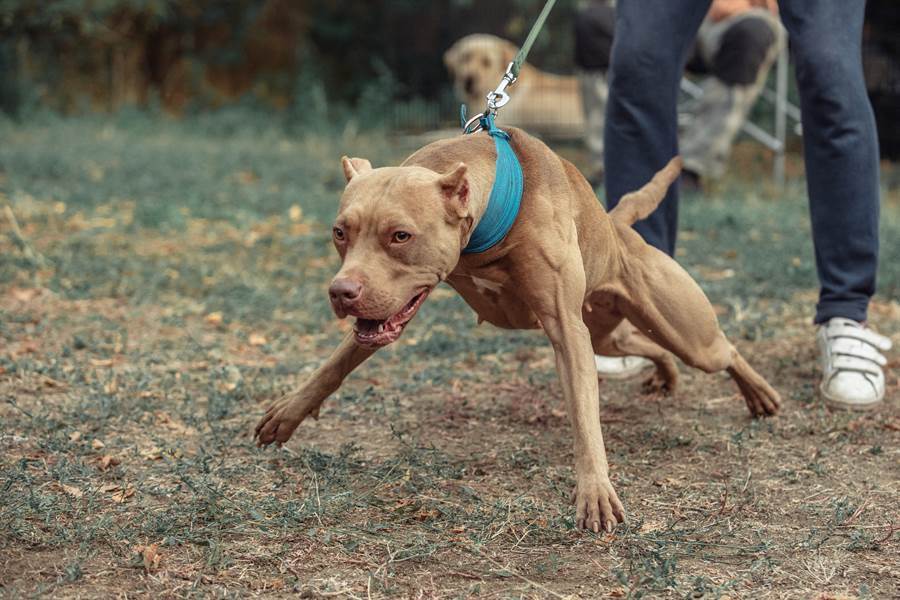 恩將仇報善心男收養比特犬竟目睹老母被咬死 搜奇 話題