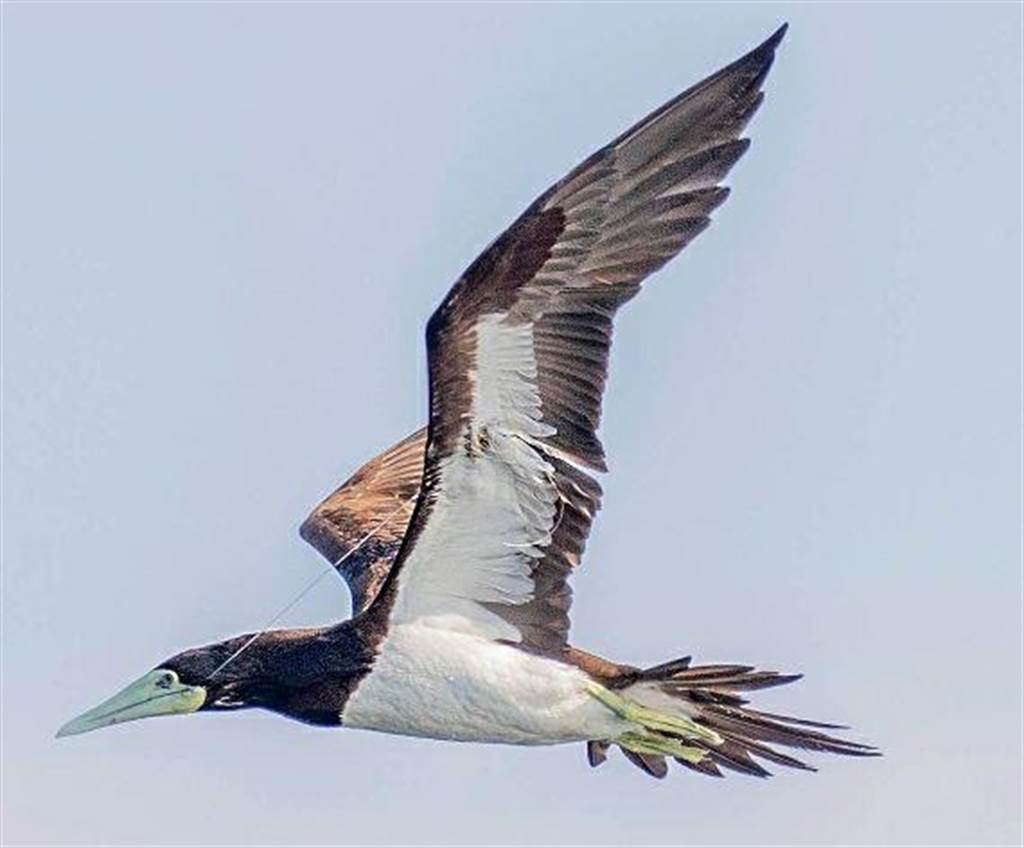 生態隱憂 白腹鰹鳥喙遭勾傷釣魚線纏翅 生活 中時