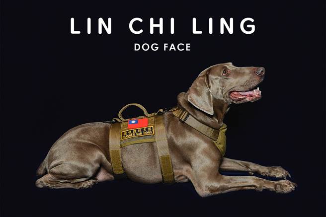 搜救犬「林志玲」2日於睡夢中離世(圖/臉書社團「遊俠搜救犬隊-Ranger Rescue Dog Special Forces」提供授權)