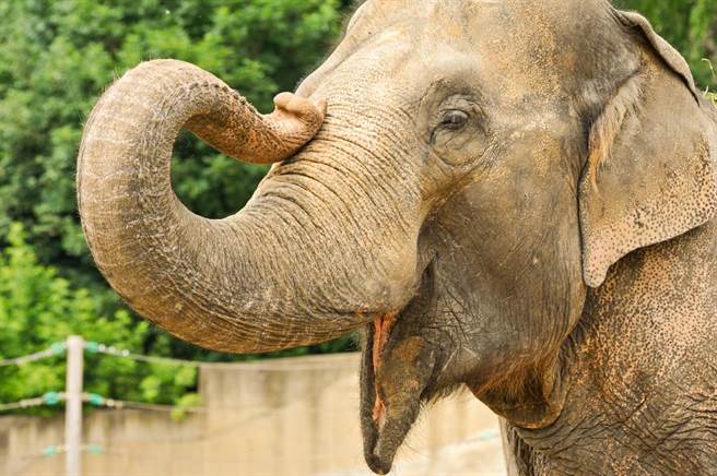 再續40年人象情 非洲象阿里看見退休爸「咧嘴笑呵呵」（示意圖／達志影像）
