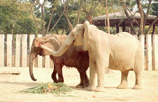 大象阿里（右）不時以鼻子碰觸安妮表示友善。（圖／本報資要照片，王廣福攝）