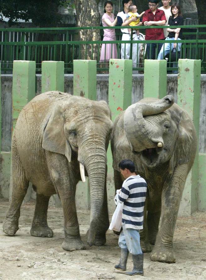1978年，阿里與同伴母象安妮由高雄市府自美國買進，2003年8月中旬，安妮不幸病死，阿里悲傷拒食近半個月，靠張永興陪伴才恢復活力。（圖／本報資料照片，楊嘉裕攝）