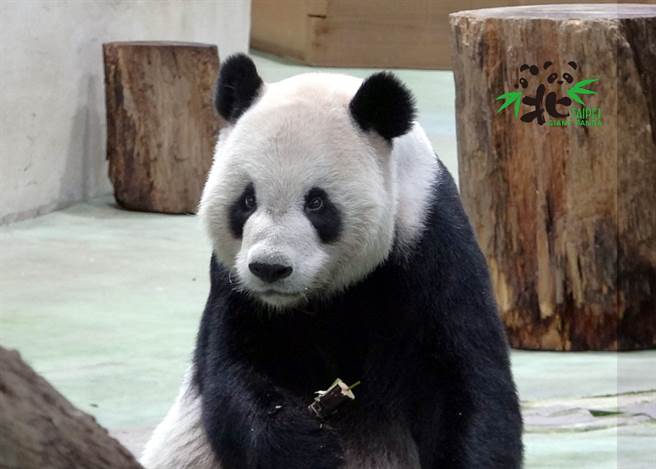 动物园近日发布的二宝日记提到，大熊猫曾经是蚩尤的座骑「貔貅」，图为团团。(图/臺北市立动物园提供)