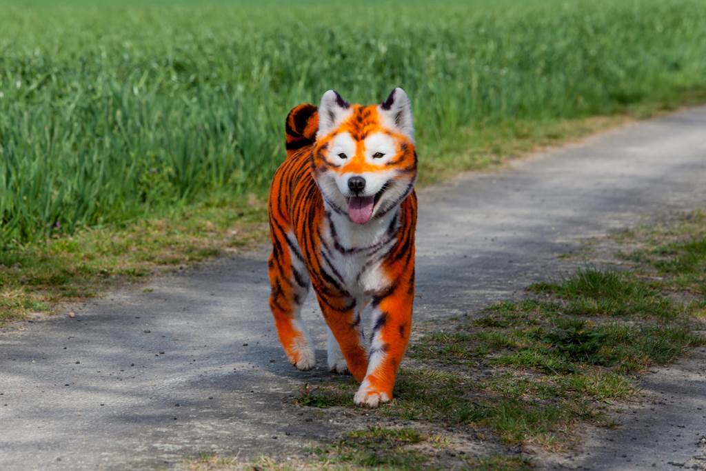 馬來西亞街頭上竟出現老虎，沒想到竟是流浪狗被惡作劇(示意圖/達志影像)