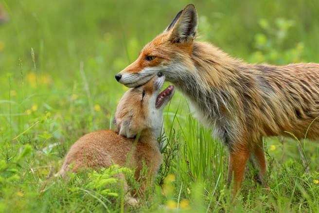 神人攝影師花3年混熟狐狸家族 超私房美照曝光（示意圖／達志影像）