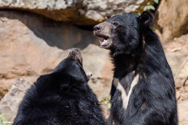 1989年依据《野生动物保育法》，台湾黑熊被列为濒临绝种的保育类野生动物。（示意图／达志影像）