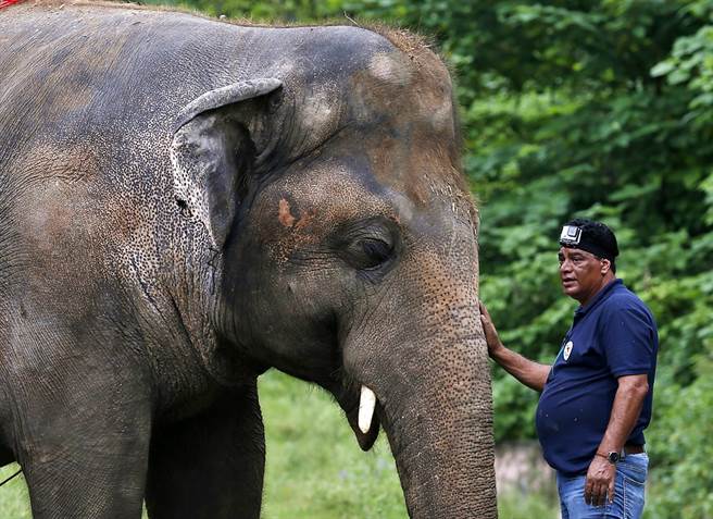 亞洲象卡萬35年來居住在環境惡劣的巴基斯坦動物園，現在終於如願搬家了，不過已出現連續搖頭晃腦數小時的現象。（圖／美聯社）