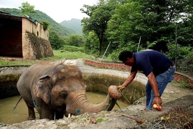 亞洲象卡萬35年來居住在環境惡劣的巴基斯坦動物園，現在終於如願搬家了，不過已出現連續搖頭晃腦數小時的現象。（圖／路透社）