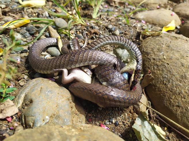 沙蛇巨蜥互咬头颈死不放 缠斗2小时终分出胜负(示意图／达志影像)