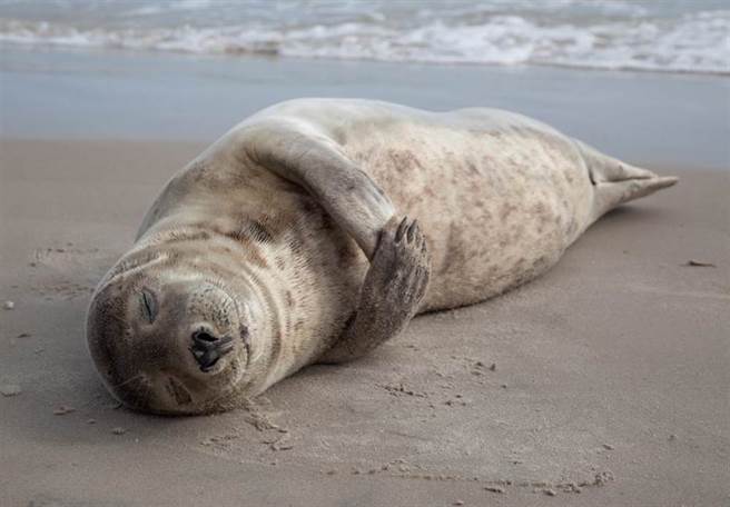 海豹原来是这样睡「像锅贴被扔进了锅」（示意图／达志影像）