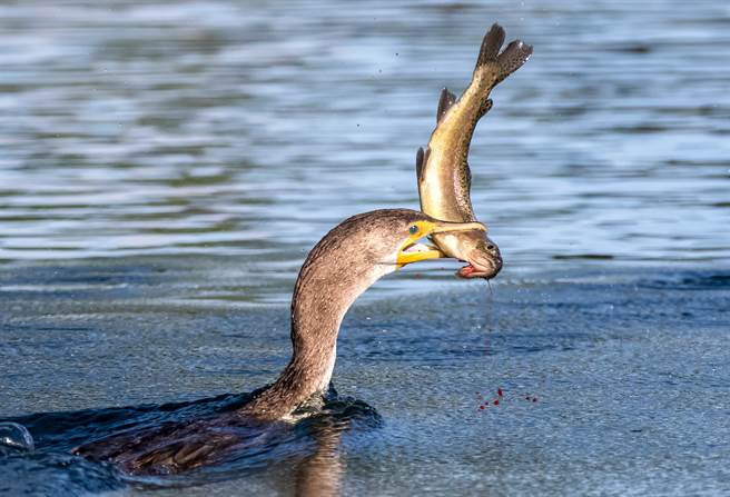 贪心水鸟惨死沙滩 口中含「最后晚餐」肥到吞不下肚(示意图/达志影像)