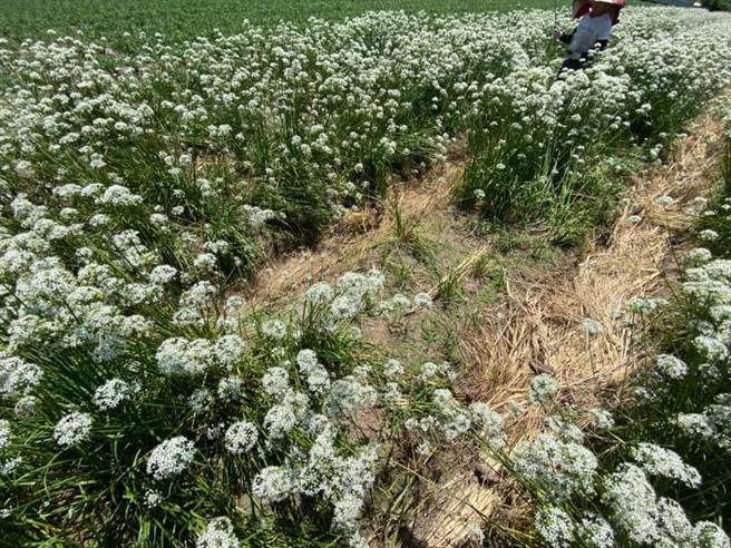 有农民向桃园市长郑文灿陈情，自己的韭菜花田遭游客随意践踏、乱躺，只为了拍美照。(图翻摄自郑文灿脸书)