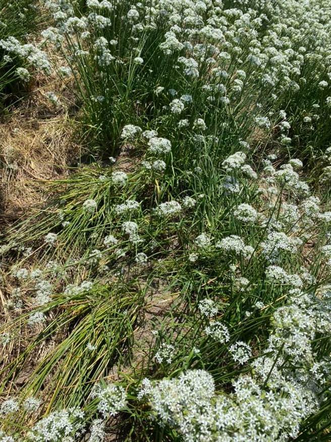 主要依靠种田维生的农民没有收取任何观光费，残破的田地让他们血本无归。(图翻摄自郑文灿脸书)