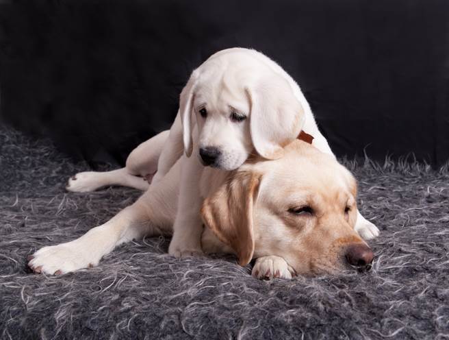 短腿小白狗想爬餐桌 拉拉躺地惨沦「脚踏垫」(示意图/达志影像)