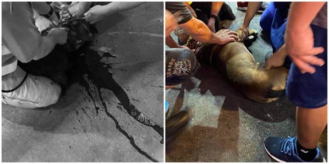 比特犬紧咬贵宾狗不放，血流成河，饲主相当不舍，而事后对方的态度更让他不满。（图／翻摄自Dcard）