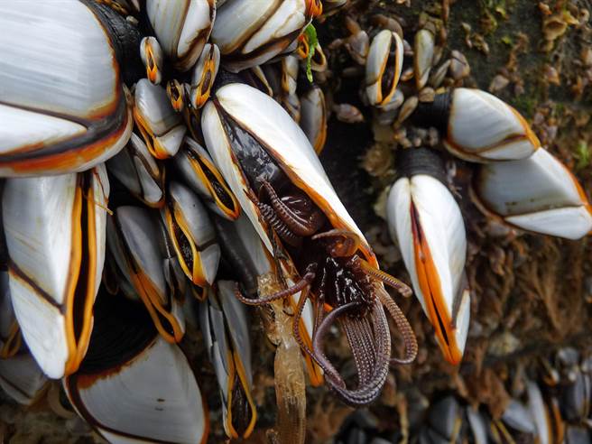 英國民眾近日在海邊發現數千隻類似外星人的海洋生物，牠們的身體纏繞在一起，觸手不斷從殼裡探進探出，長相相當詭異，不過牠們實際上是價格相當昂貴的海鮮「鵝頸藤壺」（Gooseneck Barnacles）。（資料照／shutterstock）