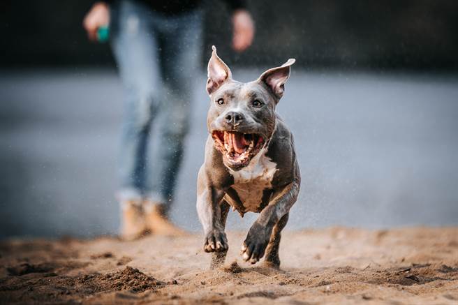 比特犬殘暴式攻擊非天性動物專家 有問題的是人 生活 中時新聞網