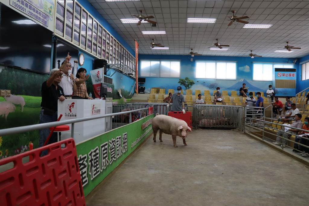 台灣每年拍賣800頭種公豬與250頭種母豬，拍賣收入總計為4000萬元，影響到養豬產值30億元。（劉秀芬攝）