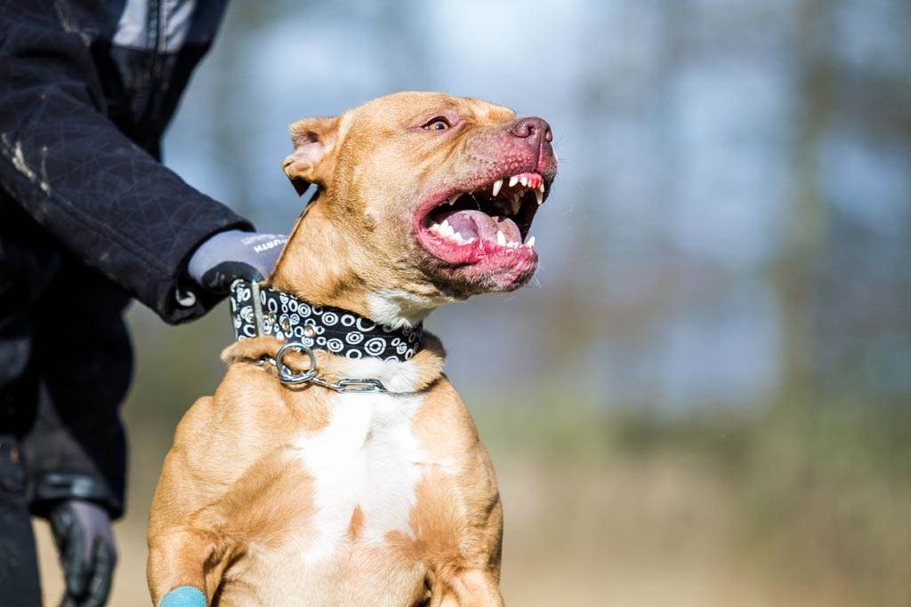 遇到比特犬或大型犬攻擊該怎麼辦 網曝穩贏關鍵 搜奇 網推