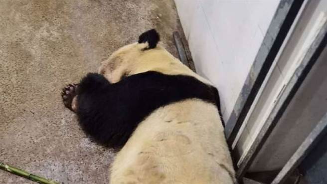 圓仔阿嬤日前傳出癲癇亡，保育人員相當不捨。（圖／翻攝自中國網）
