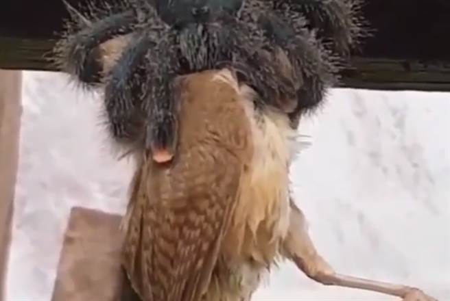 巨大蜘蛛懸掛空中 吞鳥 45秒驚悚進食畫面曝光 國際 中時新聞網 巨大蜘蛛懸掛空中 吞鳥 45秒驚悚進食畫面曝光 國際 中時新聞網