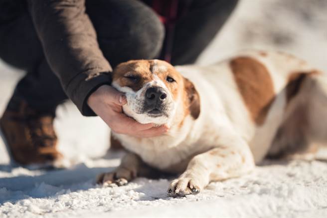 男演员倒地痛苦呻吟 暖心浪浪一个急衝「抱紧处理」(示意图/达志影像)