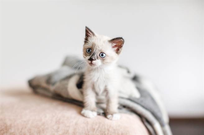 短腿奶貓飛躍式萌跳 鏟屎官神手一抓秒「懷疑貓生」(示意圖/達志影像)