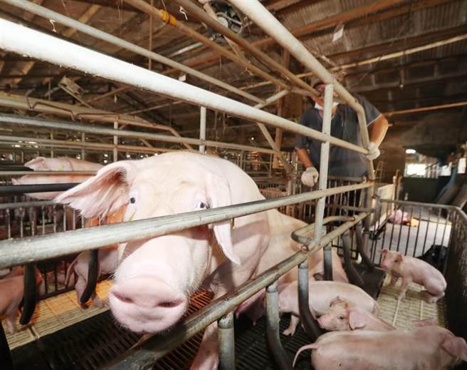 民进党政府日前宣布将开放含有莱克多巴胺的美猪，以及30月龄以上的美牛，引发争议。（资料照，陈怡诚摄）