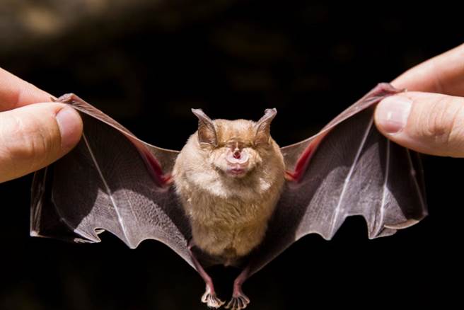 桶装蚝油捞出「完整蝙蝠尸」男崩溃：全家吃了3个月（示意图／达志影像）