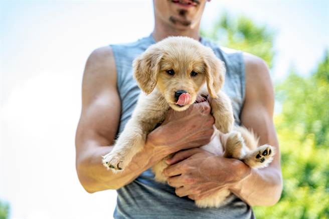 小金毛陪健身萌脸狂蹭 主人表情狰狞网一看秒懂：缺氧运动(示意图/达志影像)