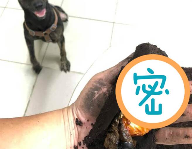 网友发现家里的小黑狗妹妹竟然将他饲养的毛大象虫蛹挖出来，差点毁了他2年的心血。(图/饲主董先生授权提供)