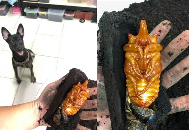 通常被叼出来的虫蛹基本上都是直接死亡，好在妹妹没把牠弄受伤，目前正在人工蛹室静待羽化(图/饲主董先生授权提供)
