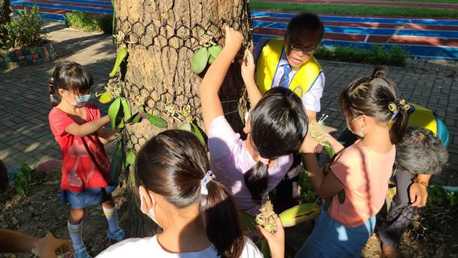 同安國小學童們在今天午後合力將1000棵蝴蝶蘭苗悉心移植固定於校園內的大樹樹幹上。（謝瓊雲攝）