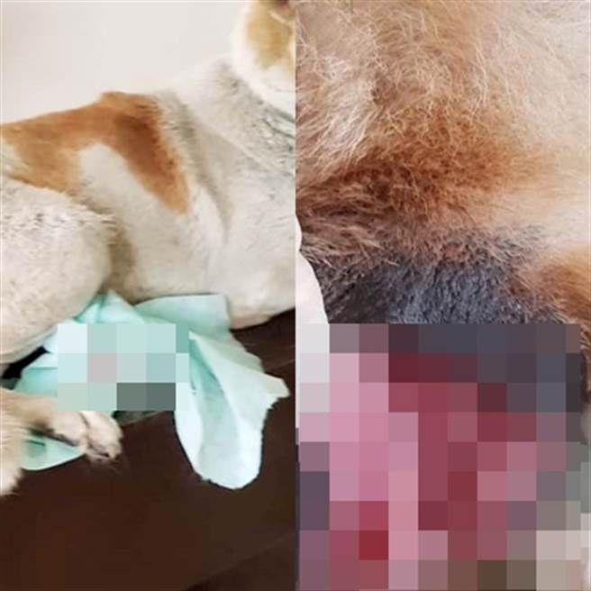 据动物收容所的说法，4只遭到强暴的母狗，私处皆都被尖锐异物侵入过。(Daily Star翻摄)