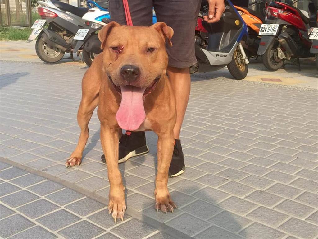 領養比特犬與家中藏獒廝殺全身傷被棄養憨笑看主人離開 萌寵 話題