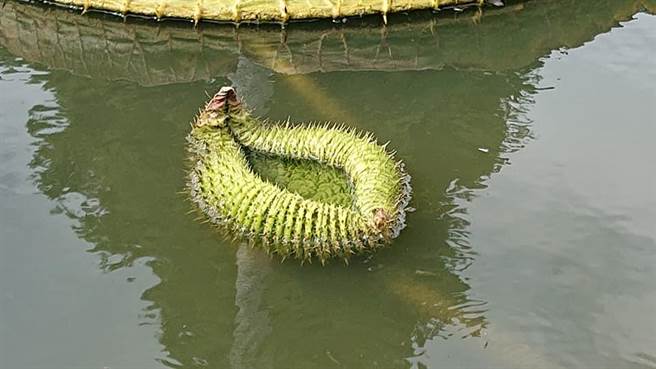 超诡异的绿色「巨型毛毛虫」漂浮在水面，彷佛是外星生物。（读者刘先生提供）