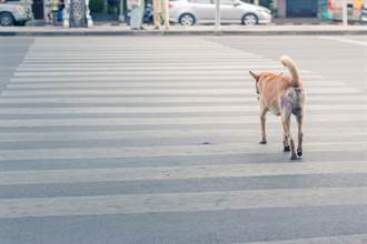 狗狗有色盲為什麼會看紅綠燈？網揭關鍵原因