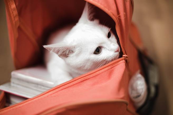 兒不收書包媽氣炸想開罵 回頭見「度估萌臉」秒滅火(示意圖/達志影像)