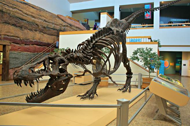 新墨西哥州自然歷史博物館的暴龍骨架，就是「史丹」的複製品。(圖/新墨西哥州自然歷史博物館)