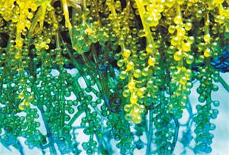 澎湖養殖海藻 取得專利