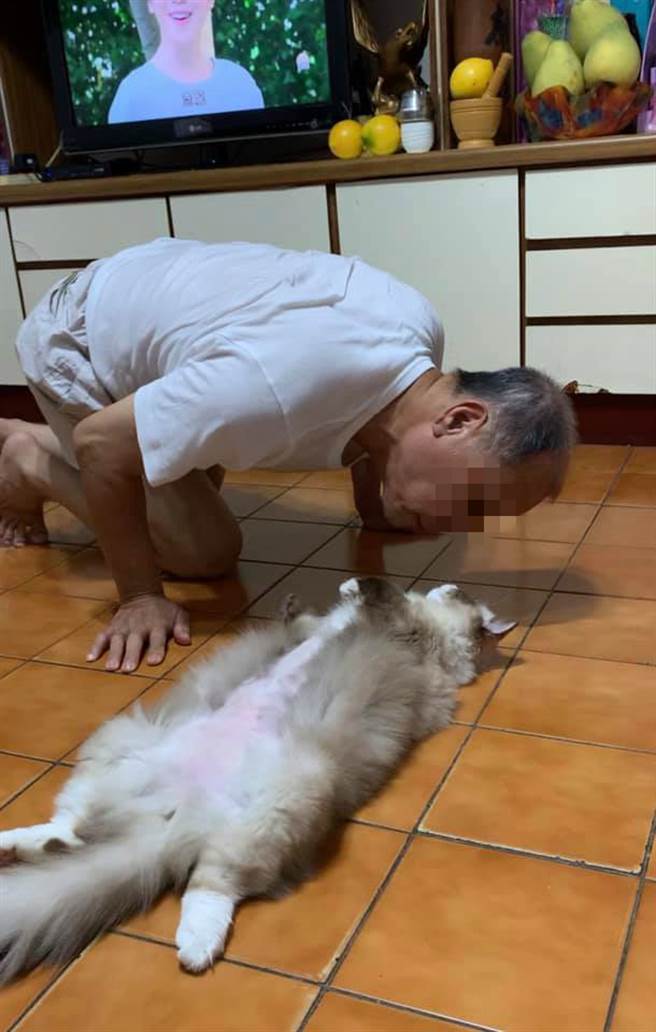 当初放话会把猫扔下楼的爸爸，如今趴着对猫说话，让女儿怀疑到底谁才是亲生的 (图／猫咪也疯狂俱乐部 CrazyCat club)