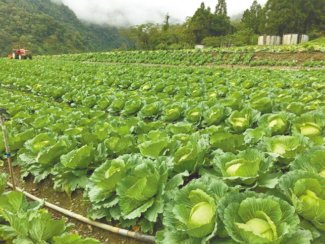 高麗菜超種直逼600萬株 焦點要聞 中國時報